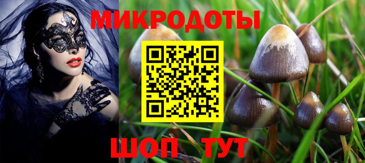 Псилоцибиновые грибы Psilocybe Новодвинск